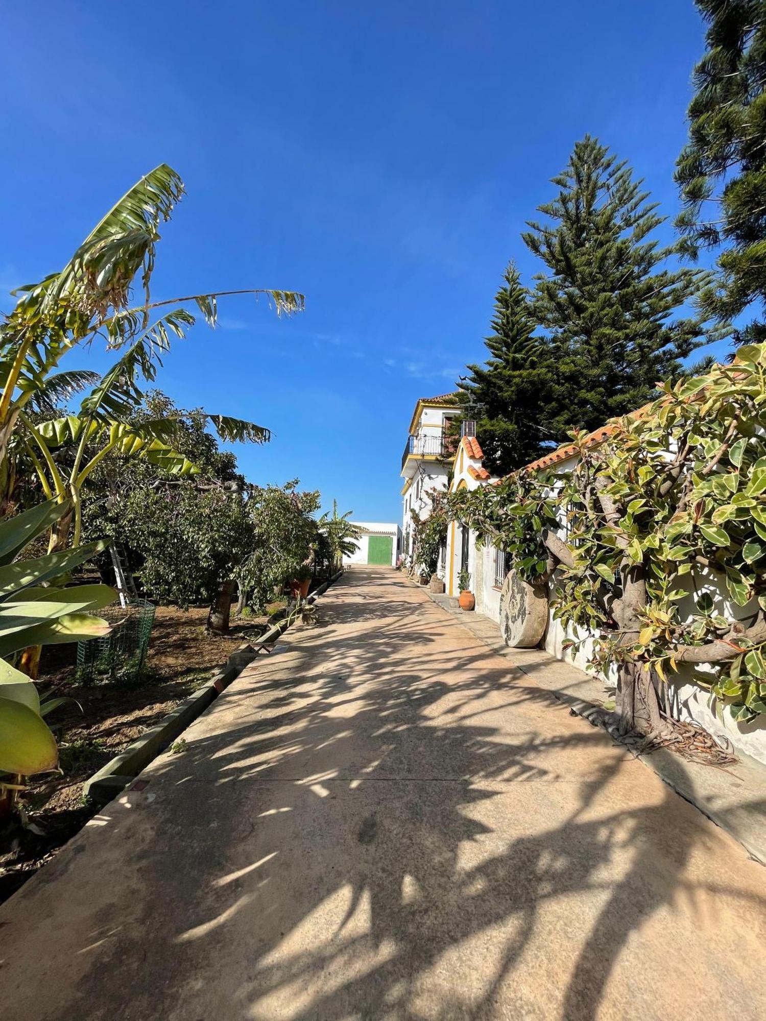 Finca La Tacita - Petunia Conil De La Frontera Eksteriør billede